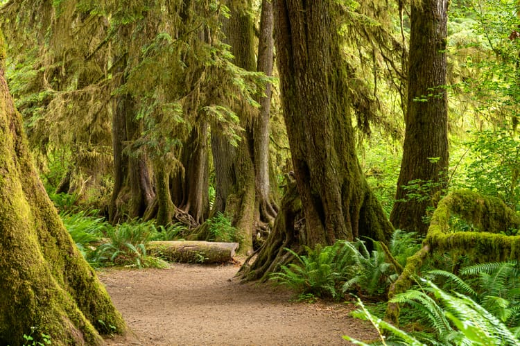 hall-of-mosses-in-the-hoh-rainforest-of-olympic-national park